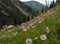 Wildflowers on Mountainside