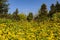 Wildflowers on a mountainside at Clingmans Dome