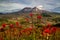 Wildflowers and Mt. St. Helens, Washington State