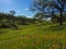 Wildflowers and oaks along lush nature path