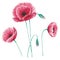 Wildflowers poppies clipart in a transparent background. Set of pink poppies with green buds. Hand painting. Watercolor
