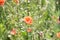 Wildflowers poppies and daisies blo om on the roadside