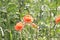 wildflowers poppies and daisies bloom on the roadside