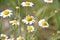 wildflowers poppies and daisies bloom on the roadside