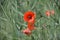 Wildflowers poppies and daisies bloom on the roadside