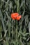 wildflowers poppies and daisies bloom on the roadside