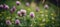 Wildflowers Purple Clovers Background Flowers Plants. Generative AI