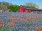 Wildflowers and Red House