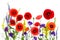 Wildflowers: red poppies corn poppy, field poppy, Flanders poppy, coquelicot, Consolida larkspur, Veronica spicata