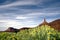 Wildflowers and Redrock