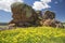 Wildflowers rock formation background