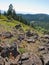 Wildflowers among rocks in mountains