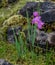 Wildflowers in rocky meadow