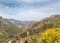 Wildflowers, San Gabriel Mountains, Angeles National Forest, CA