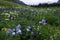 Wildflowers in San Juan Mountains in Colorado