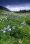 Wildflowers in San Juan Mountains in Colorado