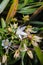 Wildflowers the scientific name Swertia angustifolia Ham.ex D.Don