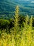 Wildflowers in Shenandoah