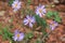 Wildflowers, Shenandoah Mountains, Virginia