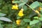 Wildflowers, Shenandoah Mountains, Virginia