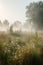 Wildflowers and a simple meadow and light sky in a misty background. Generative AI