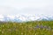 Wildflowers & Snow Capped Mountains