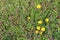 Wildflowers in spring, dandelions yellow