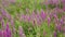 Wildflowers, Spring meadow with flowers. Ukrainian steppe with purple flowers