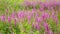 Wildflowers, Spring meadow with flowers. Ukrainian steppe with purple flowers