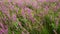 Wildflowers, Spring meadow with flowers. Ukrainian steppe with purple flowers