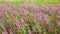 Wildflowers, Spring meadow with flowers. Ukrainian steppe with purple flowers