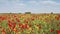 Wildflowers spring meadow landscape