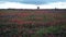 Wildflowers Springtime Horizon Rural Countryside Flat Clouds