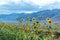 Wildflowers and Steens Mountains in Oregon