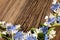 Wildflowers. Studio photography. Camomile, jasmine, cornflower,