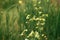 Wildflowers in summer field. Yellow flowers among green grass close up. Summer in countryside, floral wallpaper. Wild radish