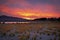 Wildflowers at sunrise on the banks of Lake Tekapo