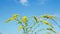 Wildflowers sway in the wind against the blue sky.