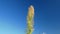 Wildflowers sway in the wind against the blue sky.