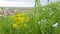 Wildflowers and tall bright green grass in the foreground. In the background in the distance are the roofs of the houses