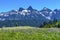 Wildflowers Tatoosh Range Paradise Mount Rainier National Park W