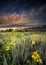 Wildflowers in the Tetons