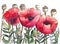 Wildflowers, three bright red blooming poppies. horizontal drawing. black outline, watercolor paints