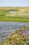 Wildflowers and tidal creeks