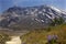 Wildflowers Trail Mount Saint Helens