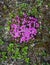 Wildflowers of the tundra