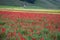 Wildflowers in Umbria Italy