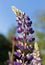 wildflowers vicia cracca