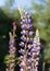 wildflowers vicia cracca