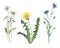 Wildflowers watercolor Botanical illustration leaves chamomile cornflower dandelion Lupin spring summer set for postcard design su